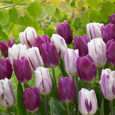 Tulipa Triumph 'Flaming Purple Mixture' 