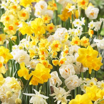 Narcissi Long-lasting 'Fragrant Mixture' 