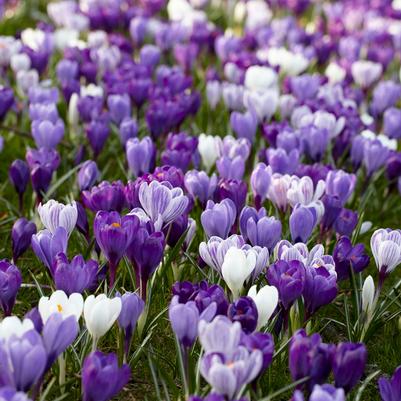 Crocus Large Flowering 'Blue Moon Mixture' 