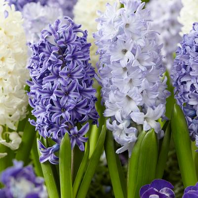 Hyacinthus Orientalis 'Mixture The Blues' 