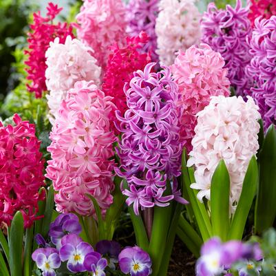 Hyacinthus Orientalis 'Mixture The Pinks' 