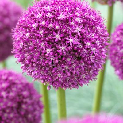 Allium Giant 'Ambassador' 