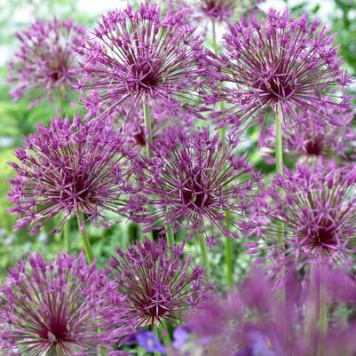 Allium Tall 'Purple Rain' 