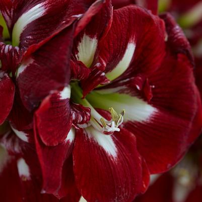 Amaryllis Dutch 'Barbados' 