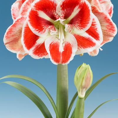 Amaryllis Dutch 'Samba' 