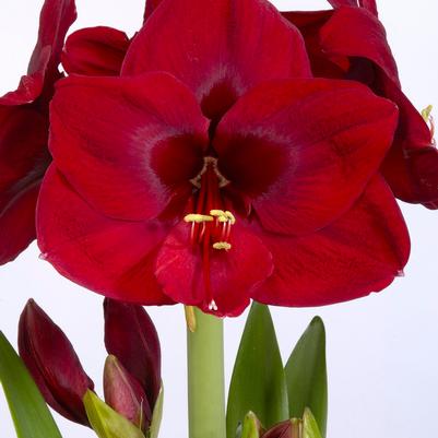 Amaryllis Dutch 'Carmen' 