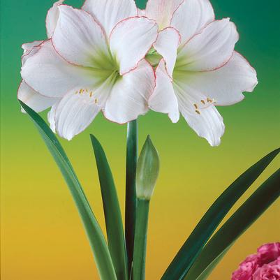 Amaryllis Dutch 'Picotee' 