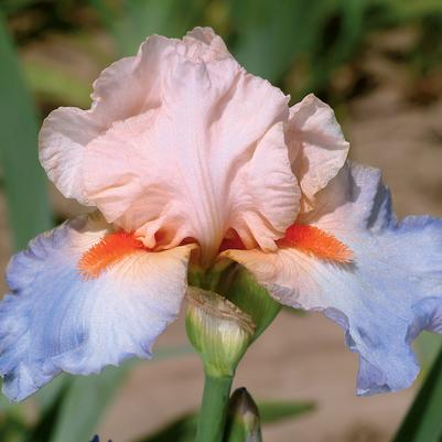 Iris Germanica 'French Cancan' 