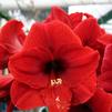 Amaryllis Peruvian 'Olaf' 