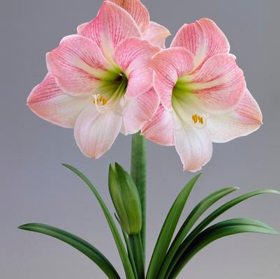 Amaryllis Dutch 'Apple Blossom' 