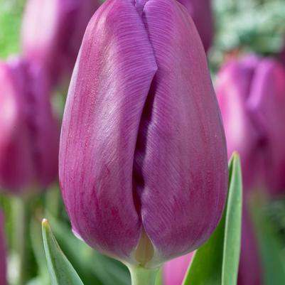 Tulipa Triumph 'Purple Flag' 