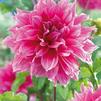 Dahlia Dinnerplate 'Emory Paul' (Ships in Spring) 