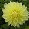 Dahlia Dinnerplate 'Kelvin Floodlight' (Ships in Spring) 