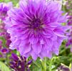 Dahlia Dinnerplate 'Lavender Ruffles' (Ships in Spring) 