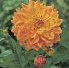 Dahlia Dinnerplate 'Ace Summer Sunset' (Ships in Spring) 