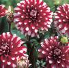 Dahlia Decorative 'Mystery Day' (Ships in Spring) 