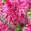 Dahlia Decorative 'Santander' (Ships in Spring) 