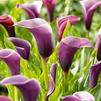 Zantedeschia 'Anneke' (Ships in Spring) 