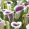 Zantedeschia Picasso' (Ships in Spring) 