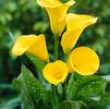 Zantedeschia Florex Gold' (Ships in Spring) 