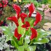 Zantedeschia Majestic Red' (Ships in Spring) 