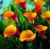 Zantedeschia Flame' (Ships in Spring) 