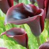 Zantedeschia Schwarzwalder' (Ships in Spring) 