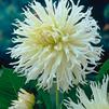 Dahlia Cactus 'My Love' (Ships in Spring) 