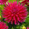 Dahlia Cactus 'Purple Gem' (Ships in Spring) 