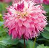 Dahlia Cactus 'Pineland's Princess' (Ships in Spring) 