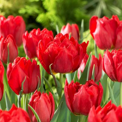 Tulipa Long-lasting 'All Season Red Mix' 