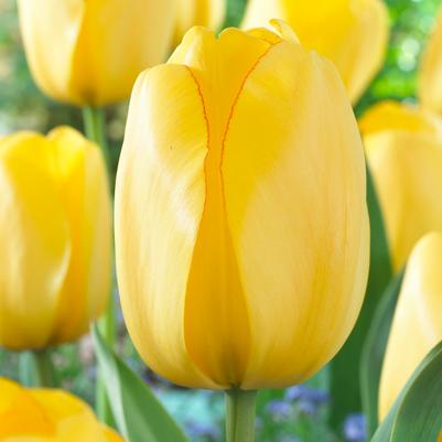 Tulipa Long-lasting 'All Season Yellow Mix' 