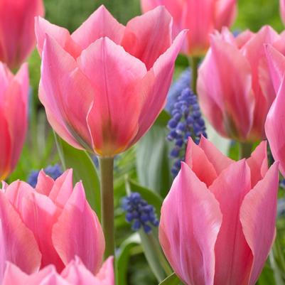 Tulipa Long-lasting 'All Season Pink Mix' 