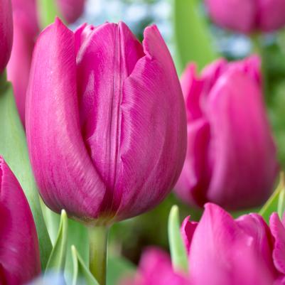 Tulipa Long-lasting 'All Season Purple Mix' 