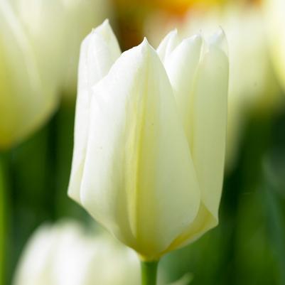 Tulipa Long-lasting 'All Season White Mix' 