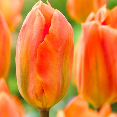 Tulipa Long-lasting 'All Season Orange Mix' 