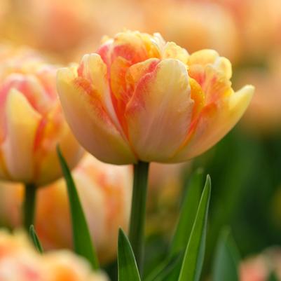 Tulipa Double Mid 'Foxy Foxtrot' 