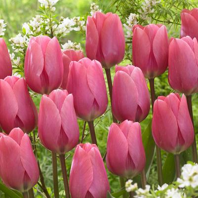 Tulipa Darwin Hybrid 'Big Love' 