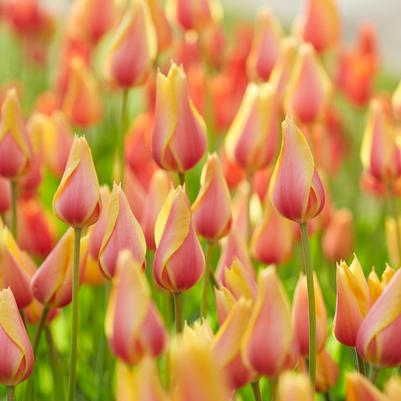 Tulipa Single Late 'Blushing Lady' 