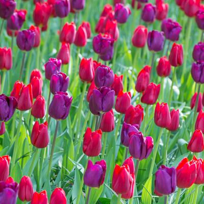 Tulipa Single Late 'Purple Teddy Mixture' 