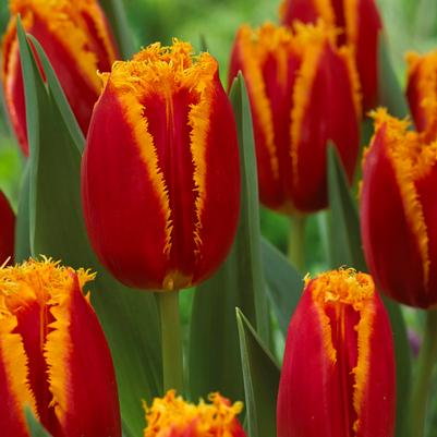 Tulipa Fringed 'Fabio' 