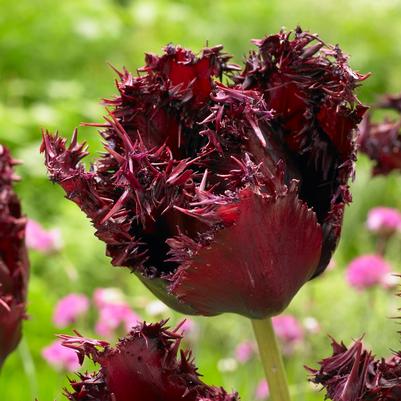 Tulipa Fringed 'Labrador 