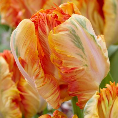 Tulipa Parrot 'Parrot King' 