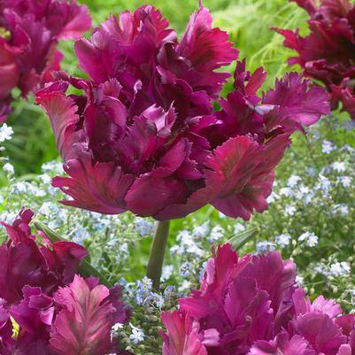 Tulipa Parrot 'Negrita Parrot' 