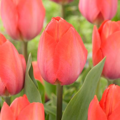 Tulipa Darwin Hybrid 'Orange Van Eijk' 