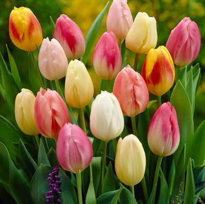 Tulipa Triumph 'Easter Egg Mixture' 