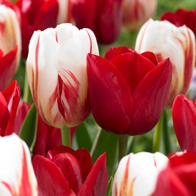 Tulipa Triumph 'Holiday Mixture' 