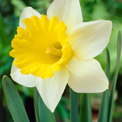 Narcissi Trumpet 'Goblet' 