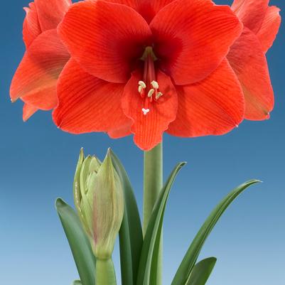 Amaryllis Dutch 'Naranja' 