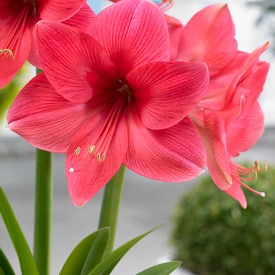 Amaryllis Dutch 'Pink Surprise' 